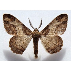 /filer/webapps/moths/media/images/D/divisaria_Colocleora_A_Goff.jpg
