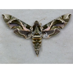 /filer/webapps/moths/media/images/N/nerii_Daphnis_A_Butler.jpg