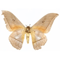 /filer/webapps/moths/media/images/G/goodii_Lobobunaea_HT_CMPb.jpg