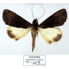 /filer/webapps/moths/media/images/P/phaeoleuca_Ulotrichopus_AM_Basquina.jpg