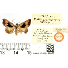 /filer/webapps/moths/media/images/A/aldabrana_Fodina_STM_BMNH.jpg