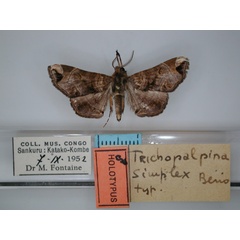 /filer/webapps/moths/media/images/S/simplex_Trichopalpina_HT_RMCA_01.jpg