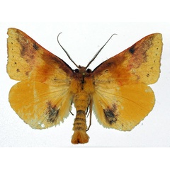 /filer/webapps/moths/media/images/F/fulminans_Lophiophora_AM_Basquin_02.jpg