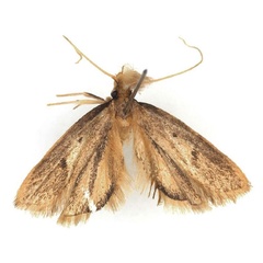 /filer/webapps/moths/media/images/H/hallicis_Corymbus_HT_BMNH.jpg