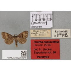 /filer/webapps/moths/media/images/D/duplovittata_Ozarba_PTM_BMNH_02a.jpg