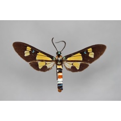 /filer/webapps/moths/media/images/L/lethe_Euchromia_A_BMNH.jpg