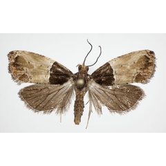 /filer/webapps/moths/media/images/A/albonigra_Conaspasia_AF_NHMO.jpg