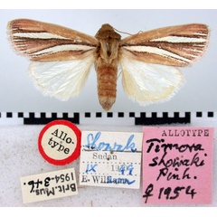/filer/webapps/moths/media/images/S/showaki_Timora_AT_BMNH.jpg