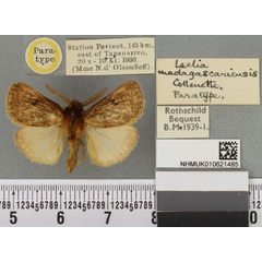 /filer/webapps/moths/media/images/M/madagascariensis_Laelia_PTM_BMNH_01a.jpg