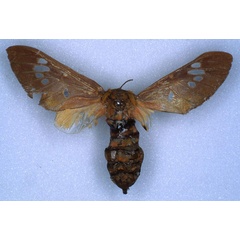 /filer/webapps/moths/media/images/S/similis_Balacra_HT_RMCA_03.jpg