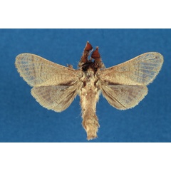 /filer/webapps/moths/media/images/I/isakaensis_Haberlandia_HT_RMCA.jpg