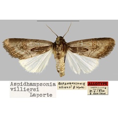 /filer/webapps/moths/media/images/V/villiersi_Aspidhampsonia_AT_MNHN.jpg