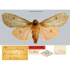 /filer/webapps/moths/media/images/P/pruinosa_Teracotona_HT_MNHN.jpg