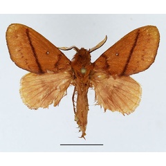 /filer/webapps/moths/media/images/V/vulpicolor_Phoenicladocera_AM_Basquin_01.jpg