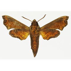 /filer/webapps/moths/media/images/L/latimargo_Temnora_AM_Basquinb.jpg