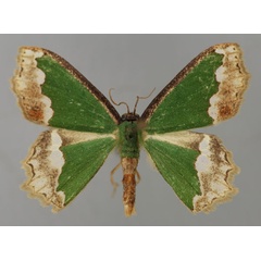 /filer/webapps/moths/media/images/S/subfuscata_Bathycolpodes_A_ZSM_01.jpg