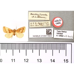 /filer/webapps/moths/media/images/R/rufilinea_Paraphanta_HT_BMNH.jpg