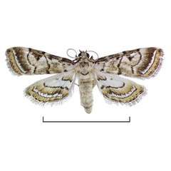 /filer/webapps/moths/media/images/A/angolensis_Argyrophorodes_A_Agassiz.jpg
