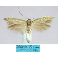 /filer/webapps/moths/media/images/H/heniaeguttella_Scythris_HT_ZMHB_843D6D1.jpg