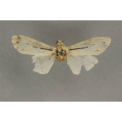 /filer/webapps/moths/media/images/P/punctivitta_Creatonotos_HT_BMNH.jpg