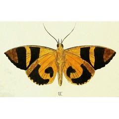 /filer/webapps/moths/media/images/C/cajeta_Eudocima_Cramer1_30_B.jpg