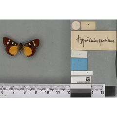 /filer/webapps/moths/media/images/D/dayremi_Anaphela_HT_BMNHb.jpg