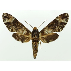 /filer/webapps/moths/media/images/W/wintgensi_Poliana_AF_Basquin.jpg