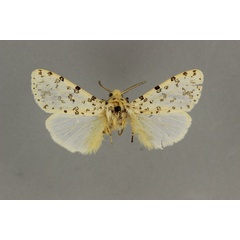 /filer/webapps/moths/media/images/R/rattrayi_Alpenus_AM_BMNH_01.jpg