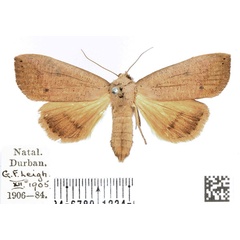 /filer/webapps/moths/media/images/M/multistriata_Exophyla_PTF_BMNH.jpg