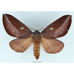 /filer/webapps/moths/media/images/M/malgassica_Callopizoma_AF_Basquin_01.jpg