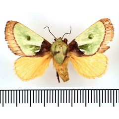 /filer/webapps/moths/media/images/R/reginula_Parasa_AF_BMNH.jpg