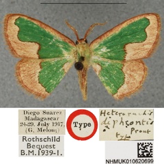 /filer/webapps/moths/media/images/D/diphrontis_Heterorachis_STM_BMNH.jpg