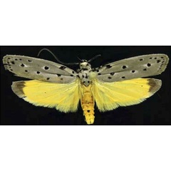 /filer/webapps/moths/media/images/A/ampanella_Ethmia_AM_CESA.jpg