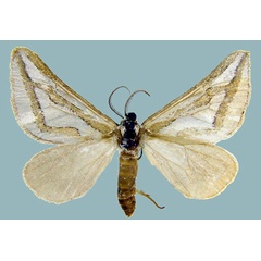/filer/webapps/moths/media/images/R/rhabdocampa_Conchylia_AM_ZSMa.jpg