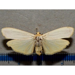 /filer/webapps/moths/media/images/G/gracilipennis_Eilema_A_Goff.jpg