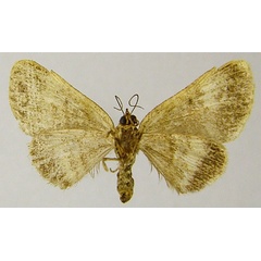 /filer/webapps/moths/media/images/M/myopteryx_Guinea_AF_ZSMb.jpg