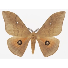 /filer/webapps/moths/media/images/C/citrinarius_Pseudobunaea_AM_Basquina.jpg