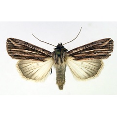 /filer/webapps/moths/media/images/M/milloti_Anapoma_AF_Aulombard.jpg