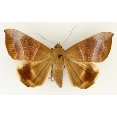 /filer/webapps/moths/media/images/T/trapezoides_Achaea_AF_TMSA_01.jpg