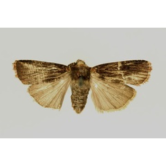 /filer/webapps/moths/media/images/F/fumicolor_Amazonides_AF_RMCA.jpg