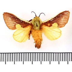 /filer/webapps/moths/media/images/D/dukei_Stroter_AM_BMNH.jpg