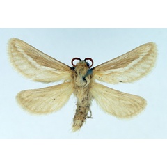/filer/webapps/moths/media/images/B/bacotii_Eudalaca_AM_TMSA.jpg