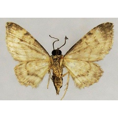 /filer/webapps/moths/media/images/J/jansei_Chloroclystis_AF_ZSMb.jpg