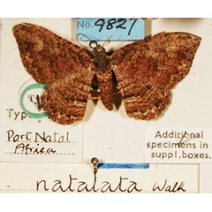 /filer/webapps/moths/media/images/N/natalata_Scotosia_HT_BMNH.jpg