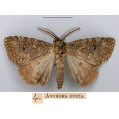 /filer/webapps/moths/media/images/F/fusca_Anthora_STM_BMNH.jpg