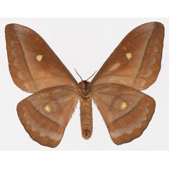 /filer/webapps/moths/media/images/A/amathusia_Gonimbrasia_AF_Basquinb.jpg
