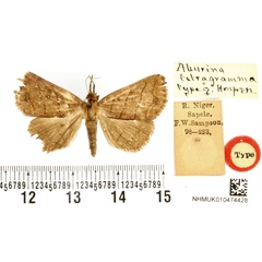 /filer/webapps/moths/media/images/T/tetragramma_Aburina_HT_BMNH.jpg