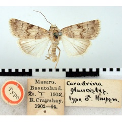 /filer/webapps/moths/media/images/G/glaucistis_Caradrina_HT_BMNH.jpg