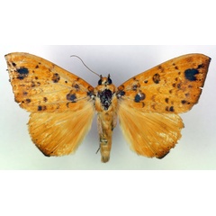 /filer/webapps/moths/media/images/X/xanthoptera_Heliophisma_A_RMCA.jpg