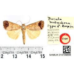 /filer/webapps/moths/media/images/M/metochrea_Bocula_HT_BMNH.jpg